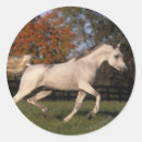 Buscar caballos árabes pegatinas Bob langrish