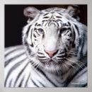 Buscar tigre de bengala posters Animales salvajes