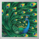 Buscar pavo real posters Colorido