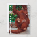 Buscar borneo tarjetas Orangután