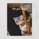Buscar koala divertida postales Para todos