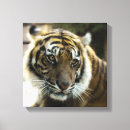 Buscar animales de la selva lienzos General y unisex