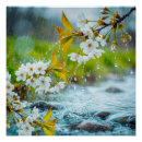Buscar flores de cerezo blancas posters Fotografía