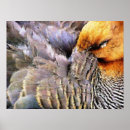 Buscar patos silvestres posters Vida silvestre