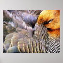 Buscar patos silvestres posters Aves