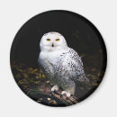 Buscar búho blanco imanes Pájaro de presa