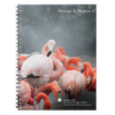 Buscar smithsonian Flamencos rosados