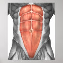 Buscar ligamentos posters Detalle