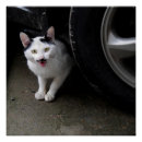 Buscar bigote negro posters General y unisex