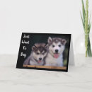 Buscar malamute de alaska tarjetas Fotografía