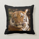 Buscar ojos del tigre cojines Gato