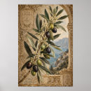 Buscar aceite de oliva posters Mediterráneo