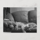 Buscar sabueso postales Perro