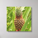 Buscar piña lienzos 8 º fruta