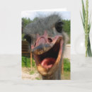 Buscar ostriches tarjetas Pájaros