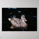 Buscar patos silvestres posters Agua