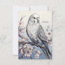 Buscar parakeet tarjetas Budgie