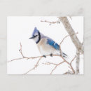 Buscar arrendajo azul postales Cyanocitta cristata