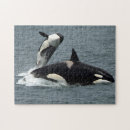 Buscar ballena de la orca puzzles Alaska