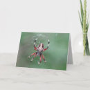 Buscar arácnidos tarjetas Naturaleza