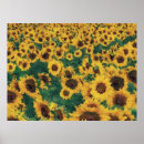 Buscar pinturas de girasoles posters Amarillo