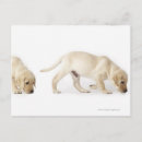 Buscar perrito postales Fotografía