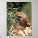 Buscar halcones posters Naturaleza