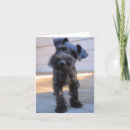 Buscar schnauzer blanco tarjetas Lindo