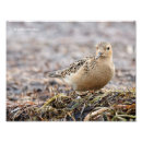 Buscar paracaidistas posters Naturaleza