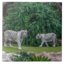 Buscar felines azulejos Animales