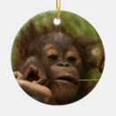 Buscar bebé orangutanes Para todos