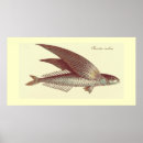 Buscar pez volador posters Pescados