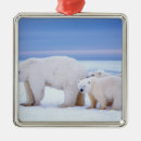 Buscar peligro adornos Nieve