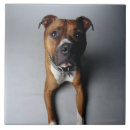Buscar mi pitbull azulejos Terrier de pitbull