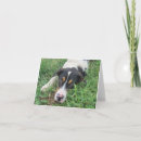 Buscar adopte invitaciones Refugio