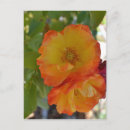 Buscar rosas amarillas postales Flores