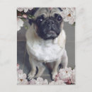 Buscar pug postales Perro