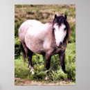 Buscar caballo lindo posters General y unisex