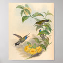 Buscar colibrí azul posters Colibríes