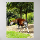 Buscar herbívoros posters Naturaleza