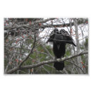 Buscar cuervos fotografía Naturaleza