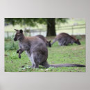 Buscar wallaby Animal