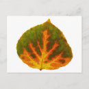 Buscar verde y naranja postales Naturaleza