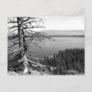 Buscar árbol desnudo postales Fotografía