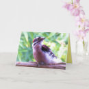 Buscar carpintero tarjetas Para ellos