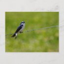 Buscar bicolor postales Colorido