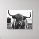 Buscar toro lienzos Divertido