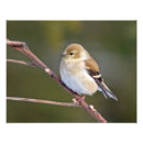 Buscar birdwatching fotografía Naturaleza