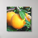 Buscar mandarina lienzos Para todos