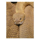 Buscar serpiente de cascabel posters Foto